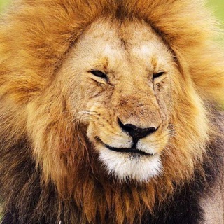 Логотип @comedi7 - ⚜️ CoMeDi ⚜️