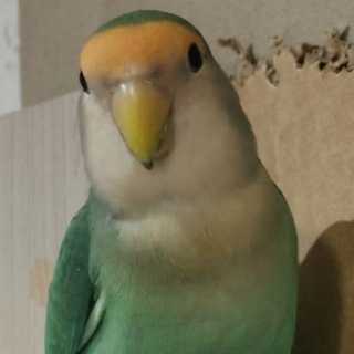 Логотип @comps_and_birds - Компьютеры и чирик-чирик