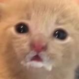 Логотип @congregationofkittys - Congregation Of Kitty's