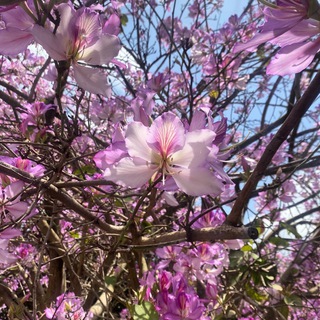 Логотип @connectwithnature - Connect with nature