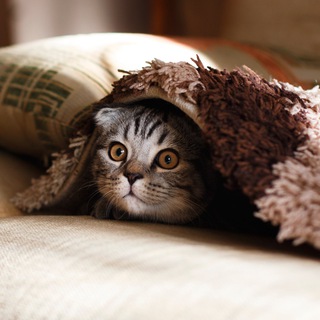 Логотип @contributor_pw_chat - contributor.pw [Чат]