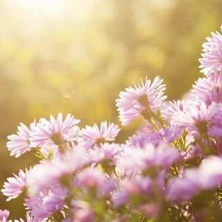 Логотип @conversationswithheavenonearth - Conversations with Heaven on Earth