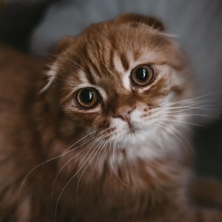 Логотип @coolcat31 - Mr Кесулькен ✓ 🐱 cat so cute коментарии