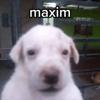 Логотип @coolmaksiq - Кул Макс