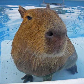 Логотип @copy_bara - Копибара