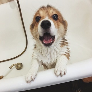 Логотип @corgi_barbossa - Пёс-барбос