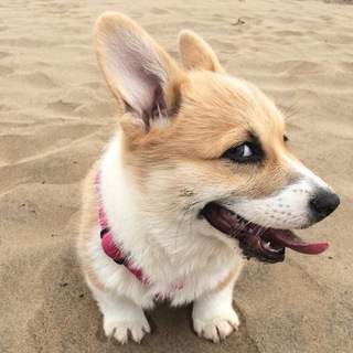 Логотип @corgi_elf - КОРГИ ЭЛЬФ ZA РОССИЮ!