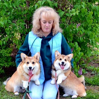 Логотип @corgi_karaarcha - Питомник Корги Кара Арча