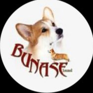 Логотип @corgibunase - Питомник BUNASE🐶