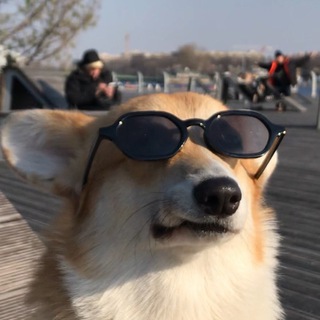 Логотип @corgirick - Корги Рик