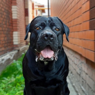 Логотип @corsmasterrez - Corso Lord & AST Mora🐊