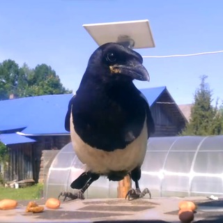 Логотип @corvidstraining - Обучение врановых сбору мусора