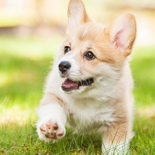 Логотип @corzhik - Умилительный корги