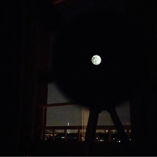 Логотип @cosmo_news - космос_новости