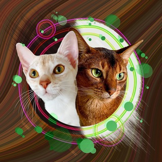 Логотип @cotangens_abycat - Алисон и Панакотий