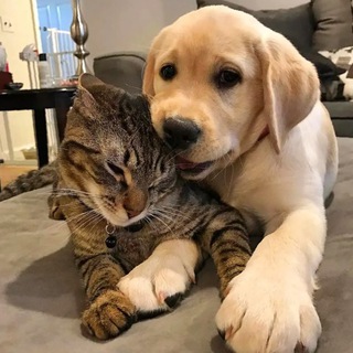 Логотип @cotopes_da - КотоПёс&Co 🐾