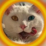 Логотип @cotpatriot - КОТИК ПАТРІОТИК🇺🇦