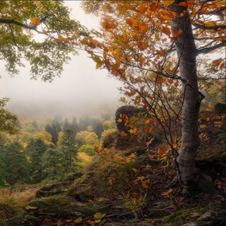 Логотип @cottagecorehome - cottagecore home