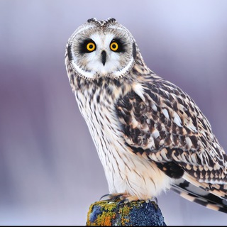 Логотип @cova197 - Клуб здоровья и омоложения