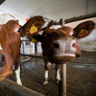 Логотип @cowintheplace - Буренка в положении