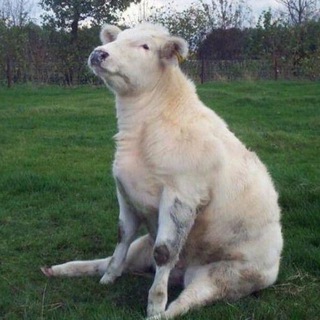 Логотип @cowscowscows - Cows Cows Cows