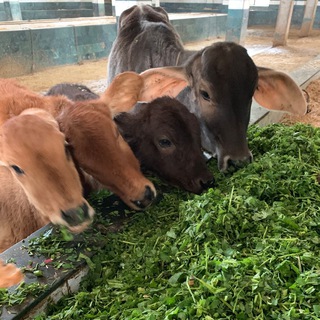 Логотип @cowseva - Кормление коров Вриндавана
