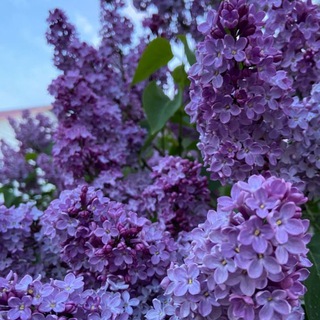 Логотип @cozy_housealionka - 𝚌𝚘𝚣𝚢 𝚑𝚘𝚞𝚜𝚎