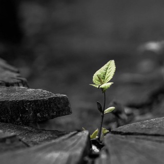 Логотип @cptsd_therapy - Терапия кПТСР