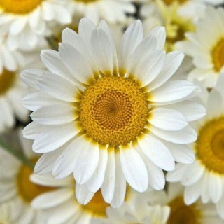 Логотип @crasivo0 - Красиво💎