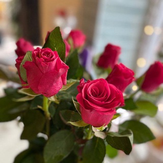 Логотип @crasivosmotri - Blog_neizvestnoy