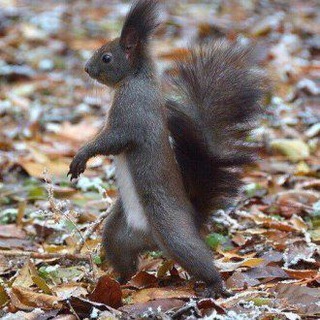 Логотип @crazysquirreltravel - Путешествия ББ в имиграции (Безумной Белки)