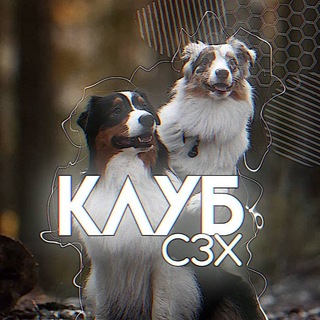 Логотип @creeper_doggy - Кᴧуб ᴄɜх || ᴄчᴀᴄᴛᴧиʙᴀя ɜᴏнᴀ хʙᴏᴄᴛᴏʙ.🐾