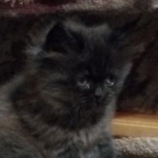 Логотип @creepy_avito_cats - всратые коты с авито