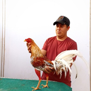 Логотип @criaderoburgos - Gallos Burgos 💪🐣🔥