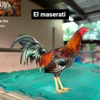 Логотип @criaderopuka - Criadero puka