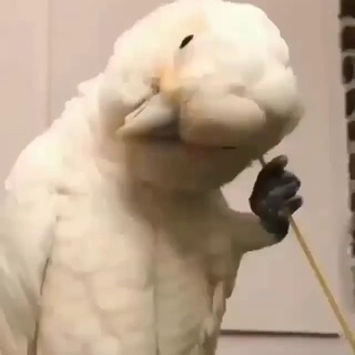 Логотип @crimeapulse - Пульс Крыма