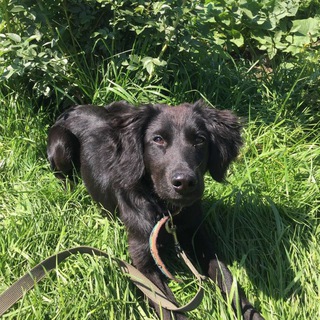 Логотип @criminalzzone - Угольный пес🐾