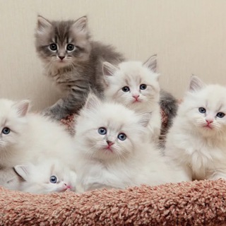 Логотип @cringexyeta - Издевательство над искусством