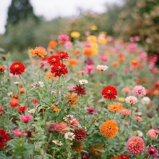 Логотип @critical_beauty - Critical Beauty