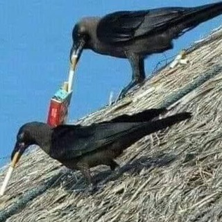 Логотип @crowposting - Crowposting