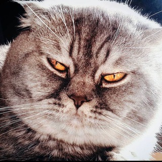 Логотип @crypta_ot_kota - Крипта от кота 🐈‍⬛