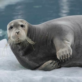 Логотип @crypto_discussions_seal - Crypto-Seals