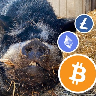 Логотип @cryptoboarsss - CryptoBoar 🐗