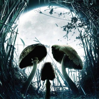 Логотип @cryptogrib - CryptoGrib