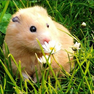 Логотип @cryptohamsternewschat - Чат обсуждения криптоновостей