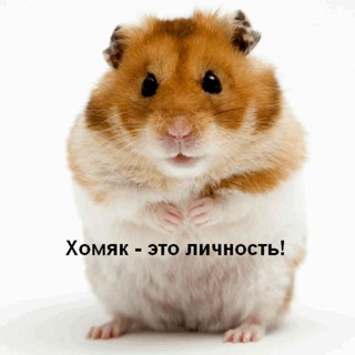 Логотип @cryptohomyak_chat - Homyak_chat