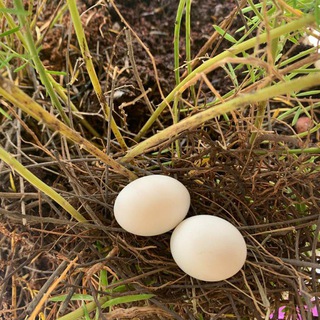 Логотип @cryptomaniacsss - Crypto Maniacs