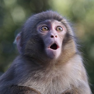 Логотип @cryptomonkeybro - криптоманки 🦍