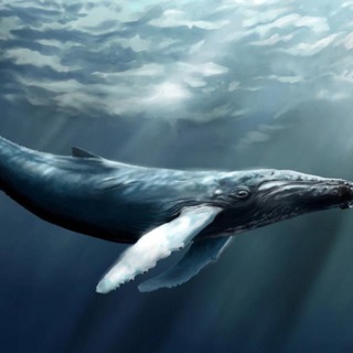 Логотип @cryptorussianwhales - 🐋 Russian Low Bank | ROAD TO $1