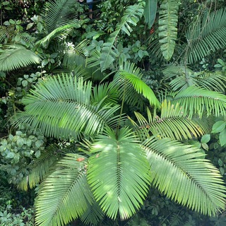 Логотип @cthealth - CONNECT : Health